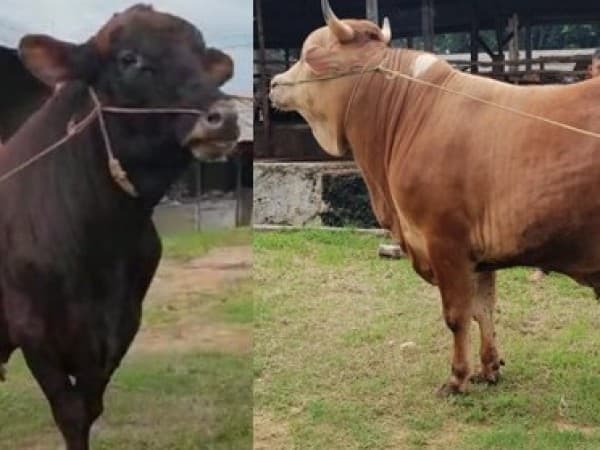 Gemuknya Dua Ekor Sapi Sumbangan Prof Mukri untuk Muktamar