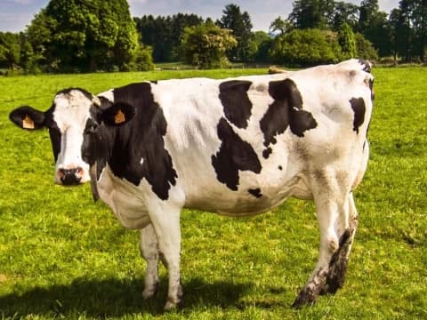 Syarat Kehalalan Daging Hewan yang Disembelih dengan Metode Stunning