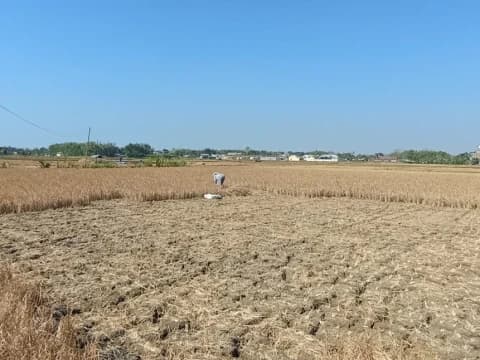 Jeritan Petani di HUT RI: Tak Ada Perlindungan Pemerintah, Hasil Panen Murah