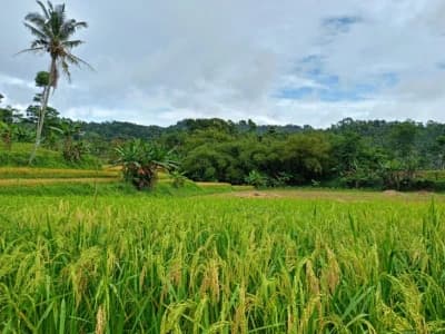 Pemerintah Beli Rp6.500 tapi Petani Tetap Jual Gabah ke Tengkulak dengan Harga Murah, Ini Penyebabnya