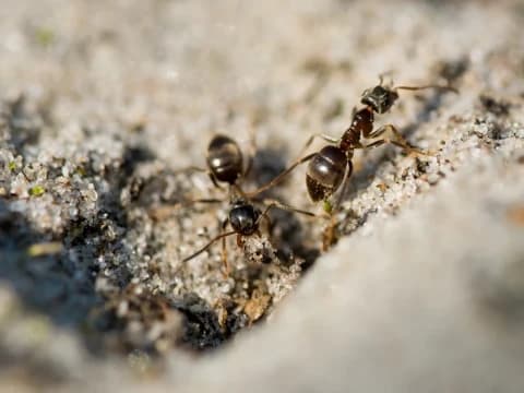 Hikmah di Balik Teguran Allah terhadap Nabi yang Membakar Kawanan Semut
