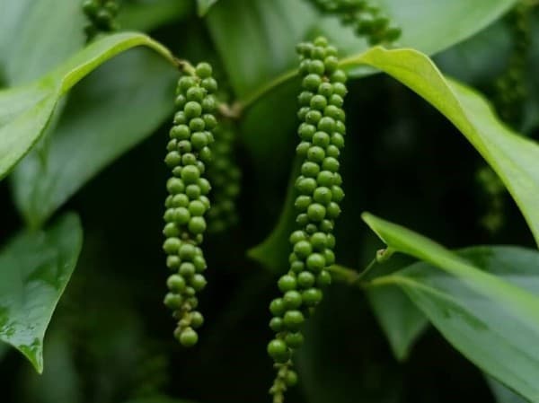 Pola Tanam Wanatani Hasilkan Keanekaragaman dan Ketahanan Alami