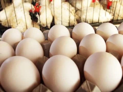 Kombinasi Akad Syirkah dan Akad Mudharabah dalam Pembiayaan Usaha Peternakan Syariah