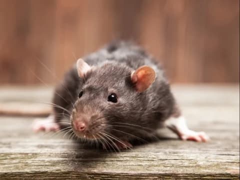 Korupsi Pejabat Publik dalam Islam