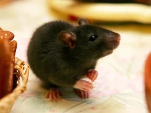 Hukum Membasmi Tikus