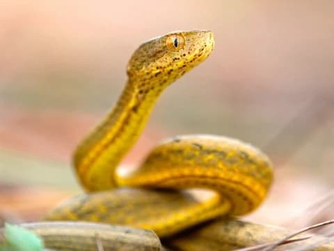 Kisah Inspiratif Ular vs Manusia: Kebaikan Takkan Pernah Sia-sia