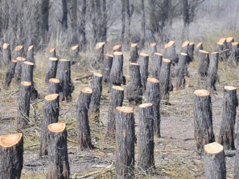 Sunnatullah dalam Bencana Alam: Kerusakan Akibat Ulah Manusia
