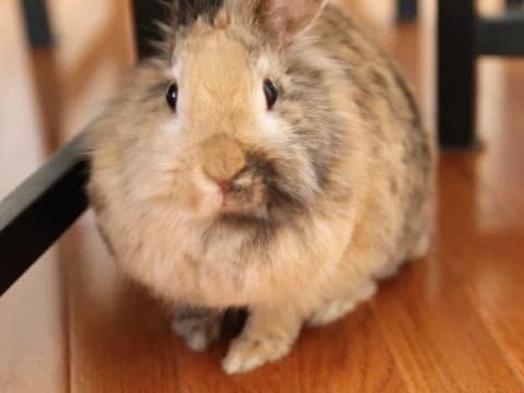 Hukum Melepaskan Peliharaan yang Dapat Mengganggu Tetangga dengan Kotorannya