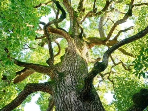 Pohon Kapur Barus Sumatra: Disebut dalam Al-Qur’an dan Hadits, Berkhasiat dan Menjaga Ekosistem