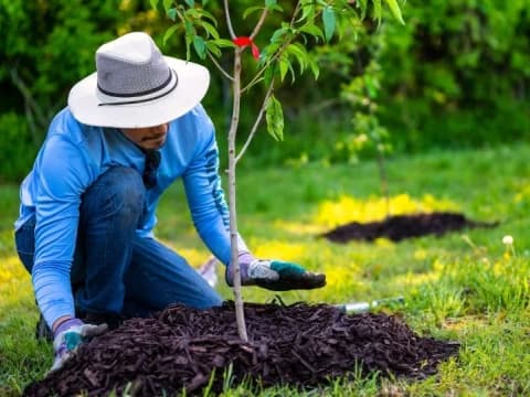 Membaca Ulang Pesan Nabi SAW tentang Pentingnya Menanam Pohon
