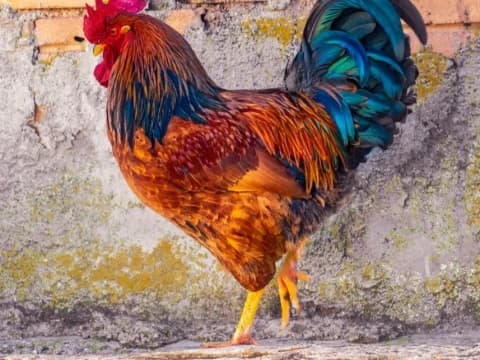 Najis Akibat Hewan Peliharaan Tetangga: Hak Pemilik Rumah dan Kewajiban Pemilik Ayam