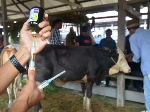 Pemerintah Tetapkan 4 Kelompok Kawasan Hewan Ternak Selama Wabah PMK