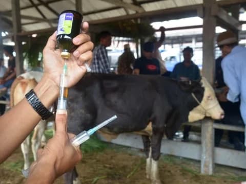 Pemerintah Ganti Rugi Rp10 Juta Tiap Sapi yang Dimusnahkan Akibat PMK