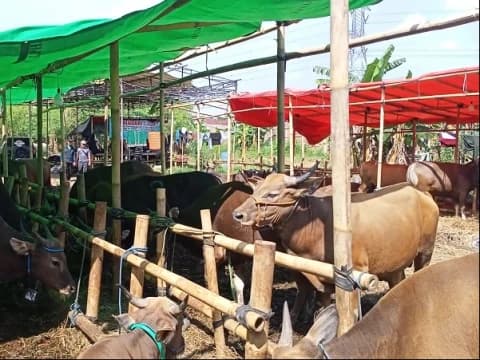 Penjualan Hewan Kurban Menurun Akibat Wabah PMK
