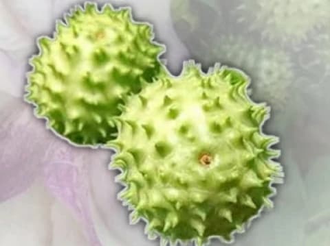 Hukum Mengonsumsi Tumbuhan yang Dinilai Memabukkan