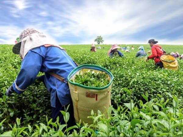 Zakat Tanaman Non-Zakawi: Sawit, Kopi, Karet, Teh, Tebu, dan Sejenisnya