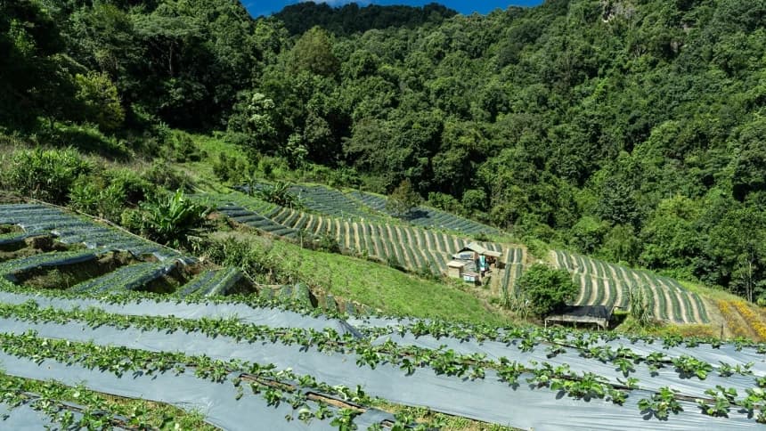 Ketergantungan Impor Ancam Indonesia, Pakar Dorong Pengembangan Varietas Pangan Lokal