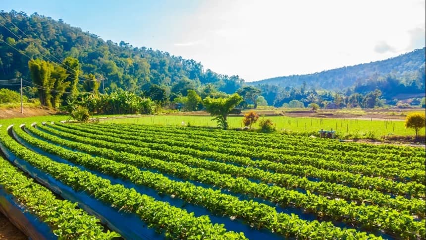 Pemerintah Klaim Hilirisasi Pertanian Akan Serap 1,6 Juta Pekerja