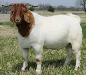 Inilah Mitos-Mitos Daging Kambing yang Tak Selalu Benar