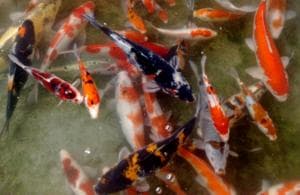 Menyantap Ikan Bakar Pemakan Tinja