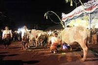 Islamic New Year celebrated with joy and devotion