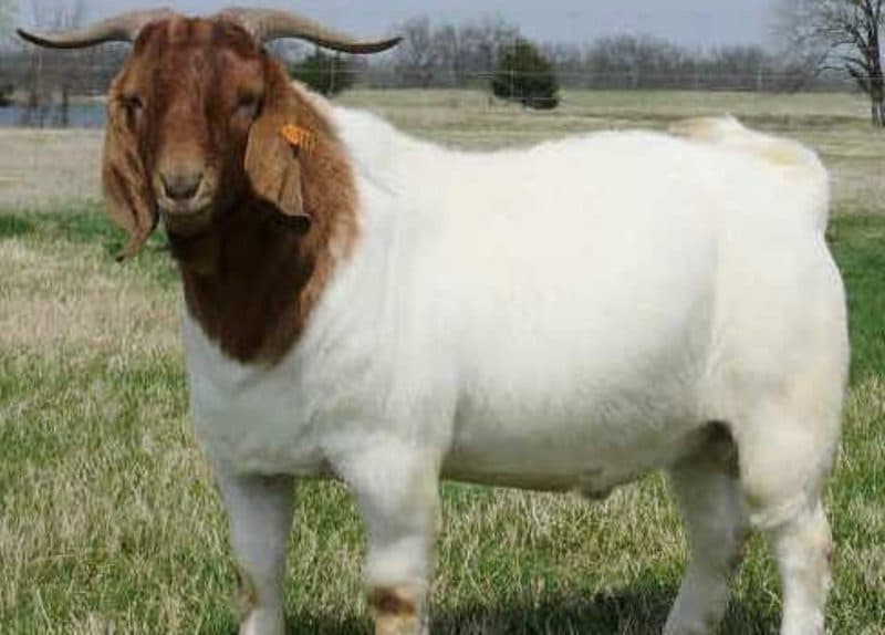 Hukum Sembelih Seekor Kambing untuk Kurban Sekeluarga