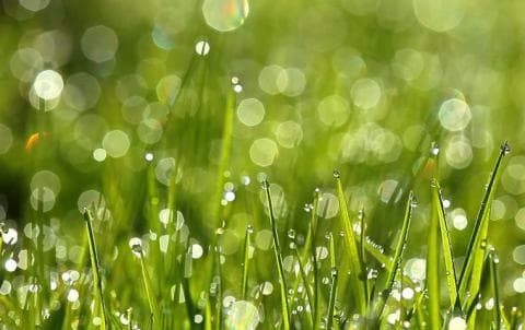 Bersikap Ramah terhadap Rerumputan, Sebuah Kesalehan Ekologis