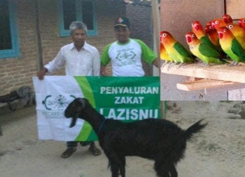 Burung Love Bird, Terobosan Baru LAZISNU Pringsewu Tasharufkan Zakat Produktif