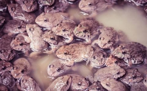 Hukum Mengonsumsi Daging Katak