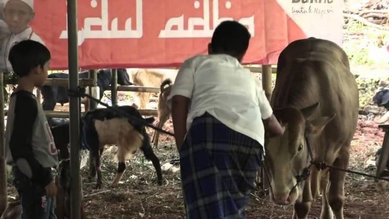 Lebih Baik Kurban Sapi Patungan atau Kambing Sendirian?