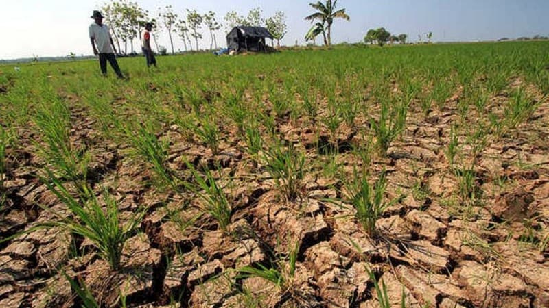 Hektaran Sawah Warga Alami Kekeringan, Ini Langkah NU Serang