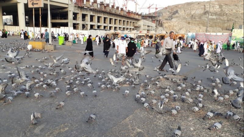 'Misi' di Balik Memberi Makan Merpati di Masjidil Haram
