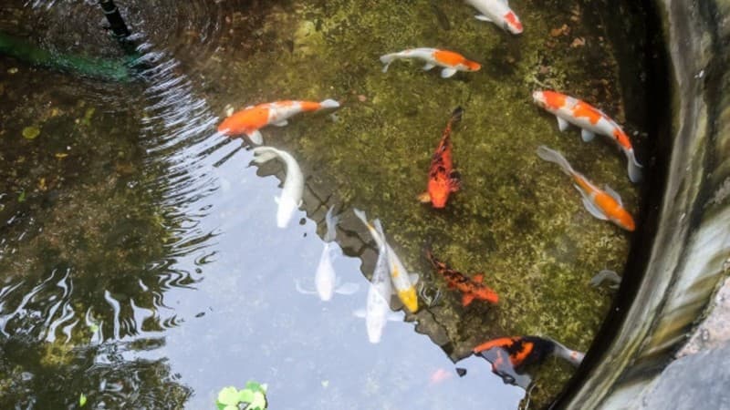 Sucikah Air Kolam Kecil yang Ada Ikannya?