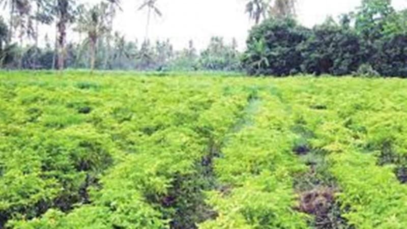 Maqashid Syariah sebagai Basis Fiqih Tranformatif untuk Peningkatan Kualitas Komunitas Petani