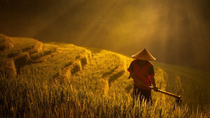 Akad Musaqah dan Jenis Tanamannya menurut Mazhab Syafi‘i