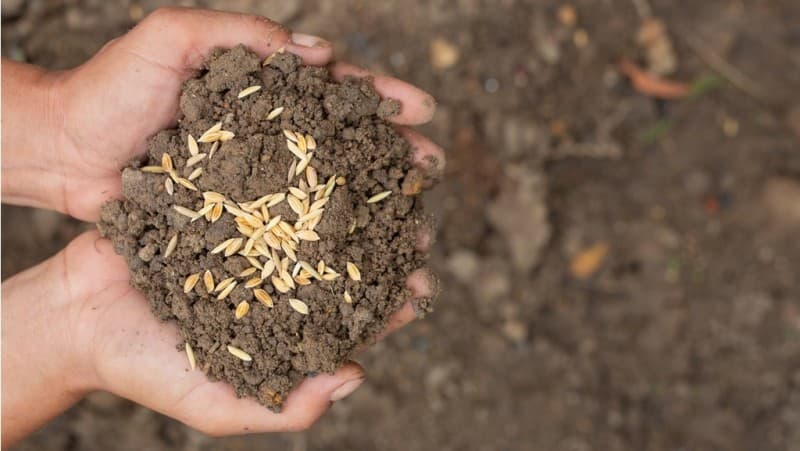 Tanggung Jawab Petani Penggarap dan Pemilik Lahan versi Mazhab Hanbali