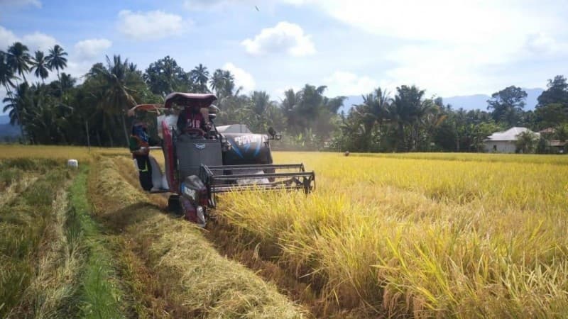 Kabupaten Semarang Rayakan Puncak Panen Raya Padi April-Mei 2020