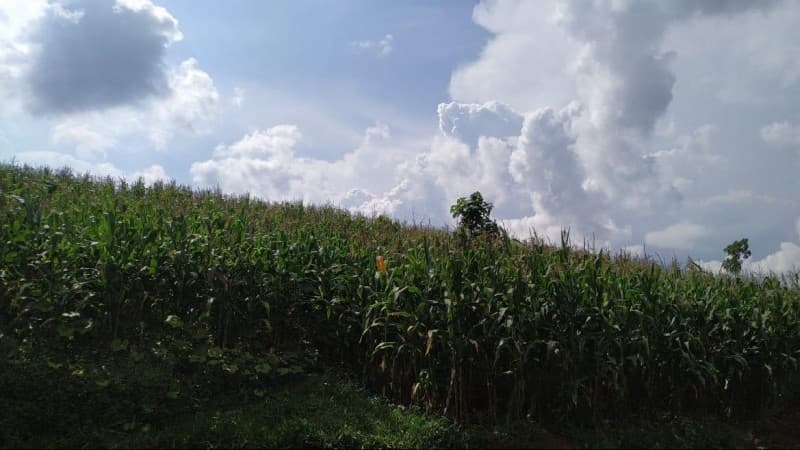 Tak Terhalang Penyebaran Covid-19, Kabupaten Bandung Terus Panen Raya hingga Mei