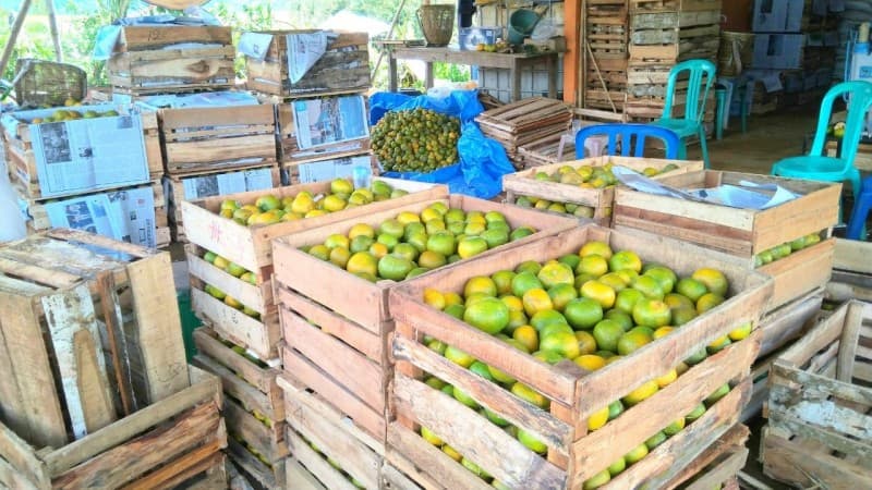 Berkah Wabah Covid-19, Hasil Penen Jeruk Keprok Asal Bengkulu Ludes Terjual