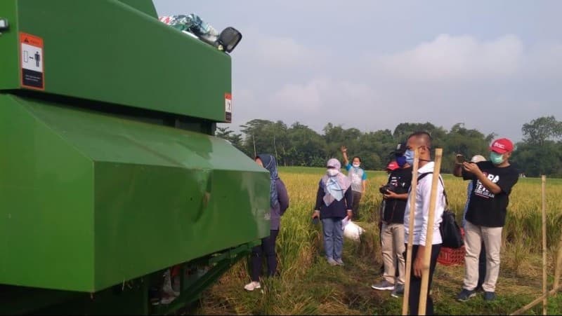 Budidaya Tanaman Sehat di Tengah Panen Raya Padi Petani Samarinda