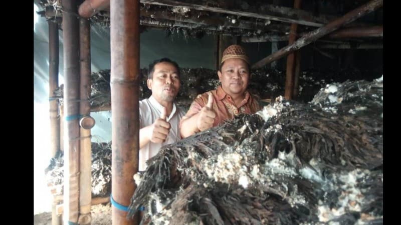 Mengintip Usaha Jamur Merang Limbah Sawit Warga NU di Pringsewu