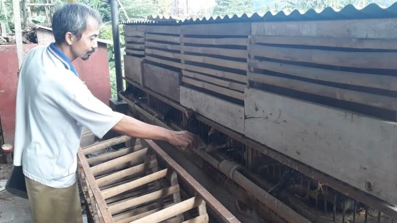 Warga Pringsewu Ini Maksimalkan Hobi Ternak Ayam di Tengah Pandemi