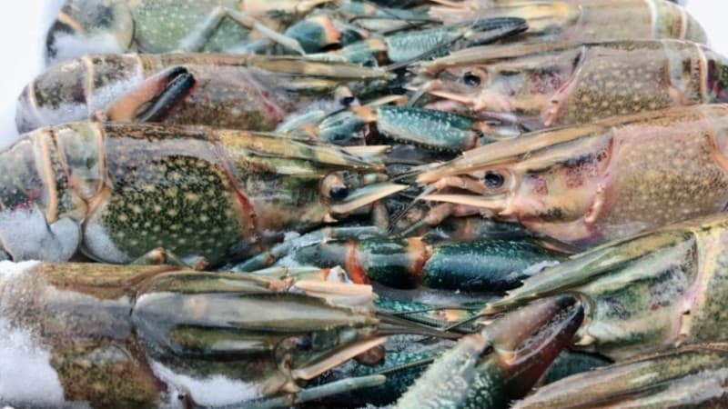 Besok Siang, LBM PBNU Bahas Kebijakan Menteri KKP Soal Ekspor Lobster