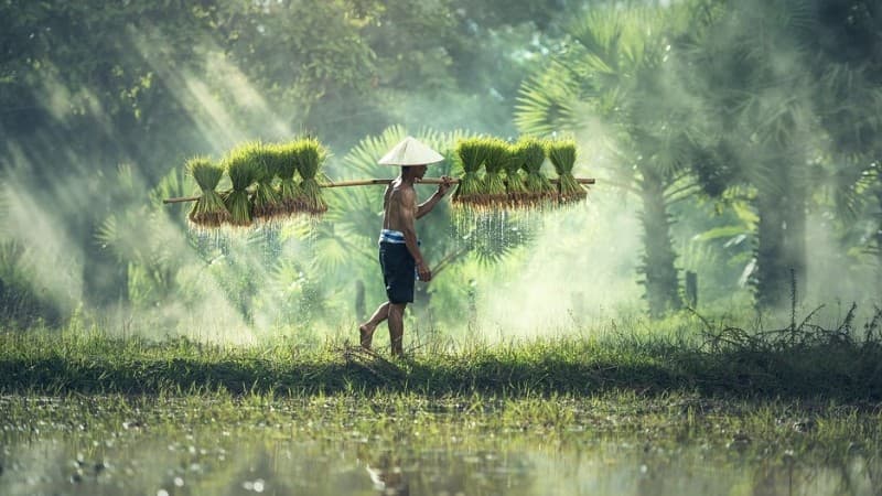 Bolehkah Bawon (Upah Memanen) Diambilkan dari Jatah Wajib Zakat Pertanian?