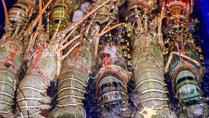 PBNU Minta Menteri KKP Hentikan Ekspor Benih Bening Lobster