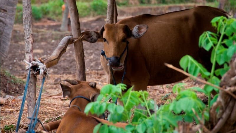 Perolehan Kurban LAZISNU Jombang Capai 99 Miliar Lebih