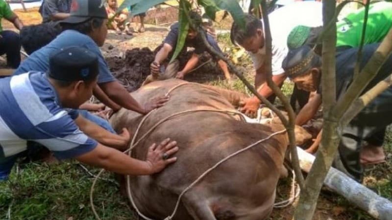 Mengulik Tingkat Kompetensi Juru Sembelih Halal 2019