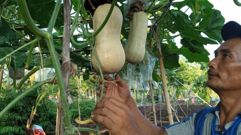 Wujudkan Ketahanan Pangan dan Kelestarian Alam, Antisipasi Krisis di Tengah Pandemi