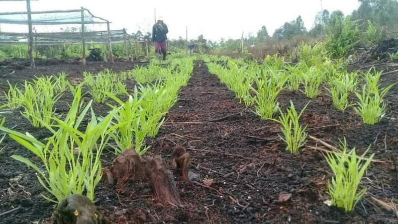 Petani Daerah Gambut Didorong Pahami Karakter Ekosistem