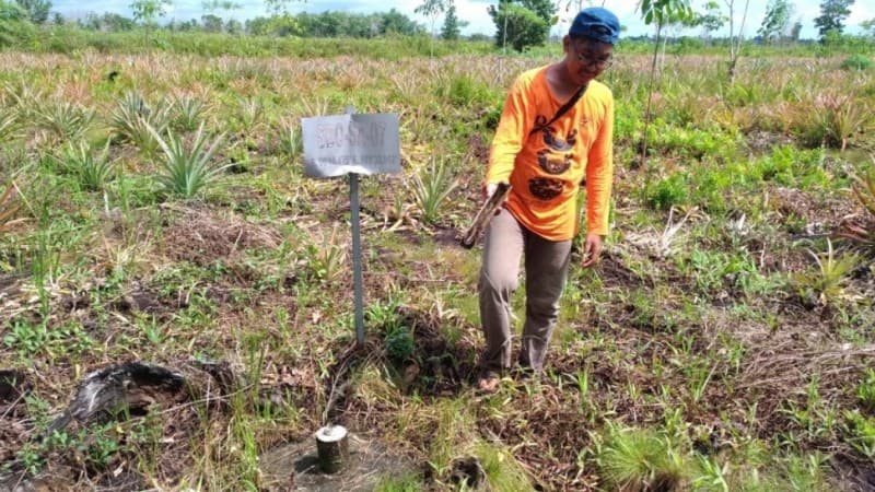 Pengelolaan Lahan Tanpa Bakar, Kearifan Lokal Baru Masyarakat Gambut